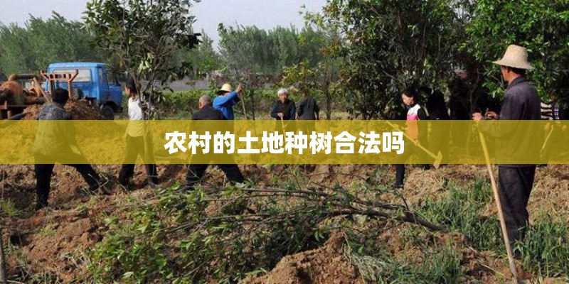 农村的土地种树合法吗