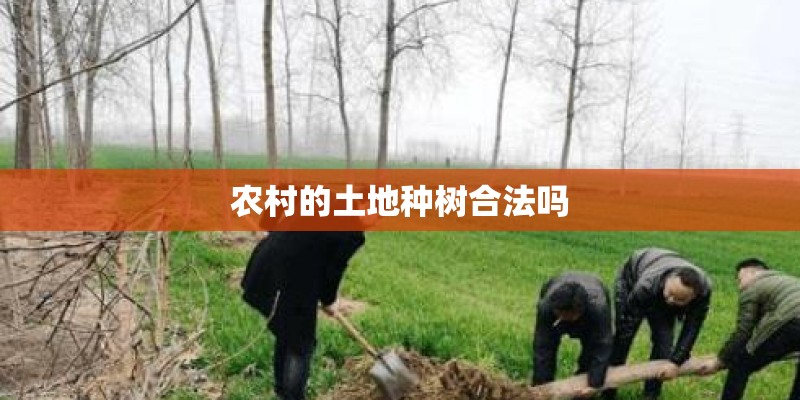农村的土地种树合法吗