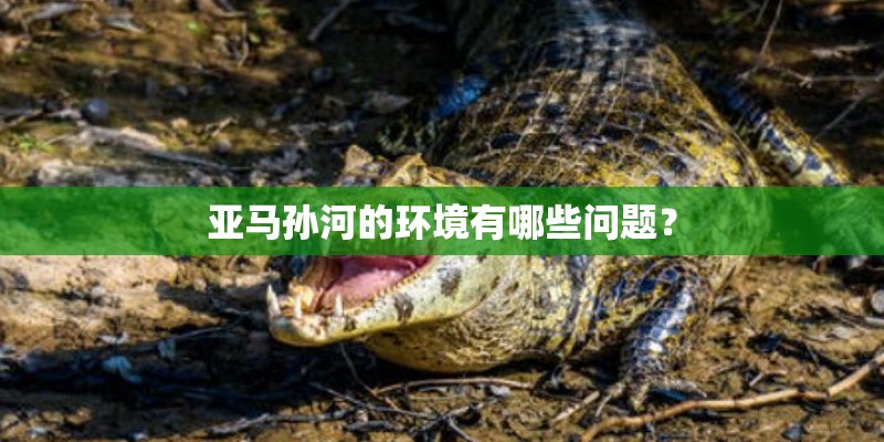 亚马孙河的环境有哪些问题？