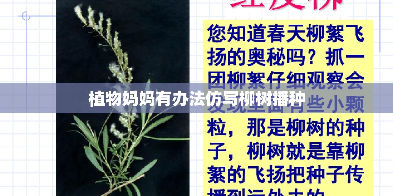 植物妈妈有办法仿写柳树播种