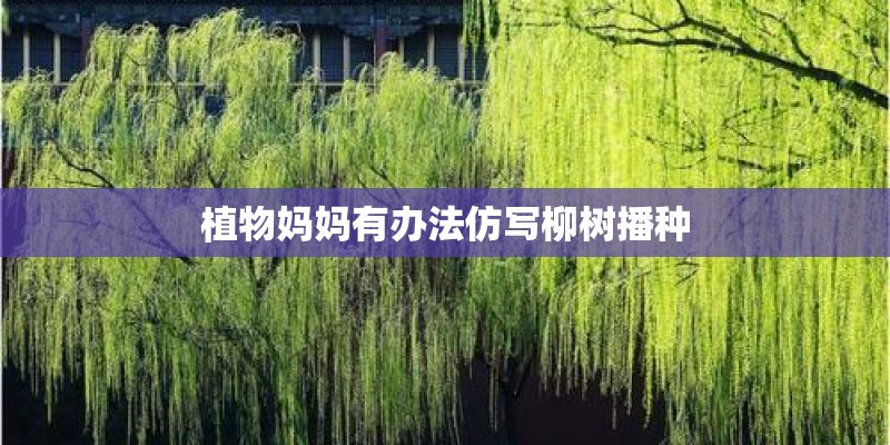 植物妈妈有办法仿写柳树播种