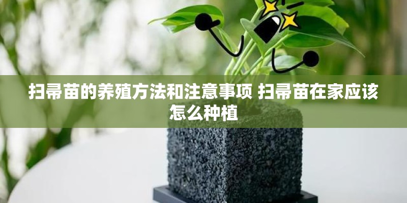 扫帚苗的养殖方法和注意事项 扫帚苗在家应该怎么种植
