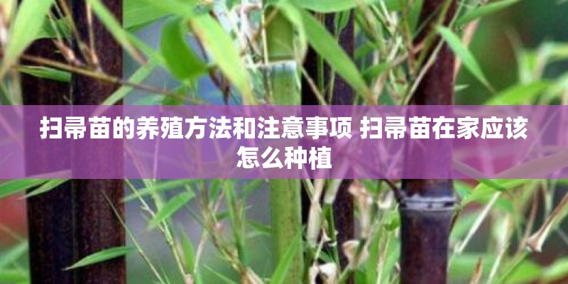 扫帚苗的养殖方法和注意事项 扫帚苗在家应该怎么种植
