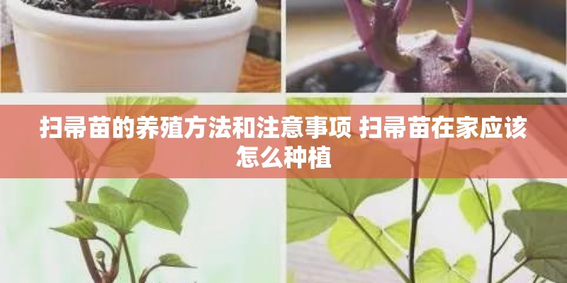 扫帚苗的养殖方法和注意事项 扫帚苗在家应该怎么种植