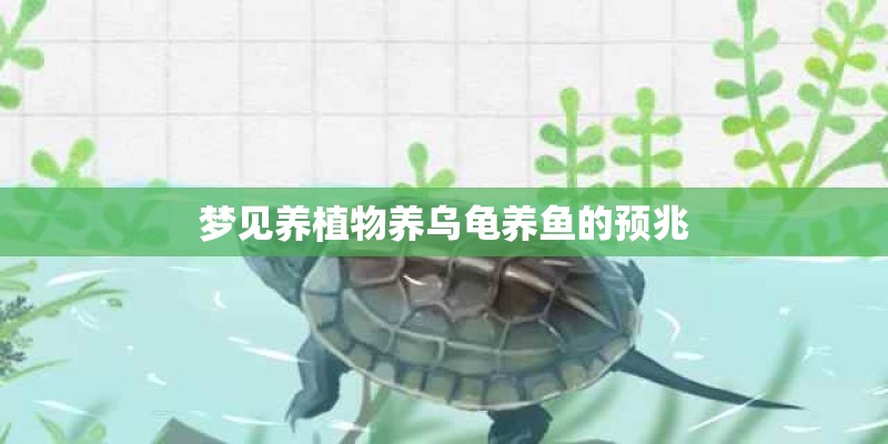 梦见养植物养乌龟养鱼的预兆