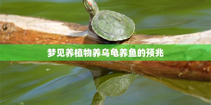 梦见养植物养乌龟养鱼的预兆