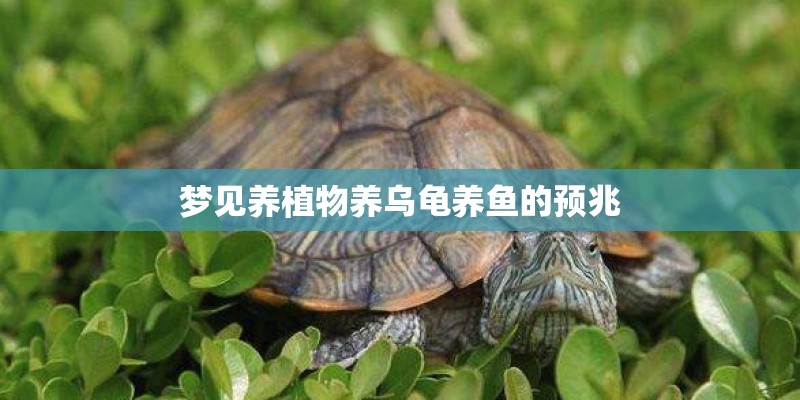 梦见养植物养乌龟养鱼的预兆