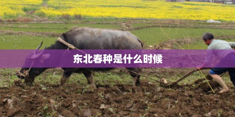 植物妈妈有办法仿写柳树播种