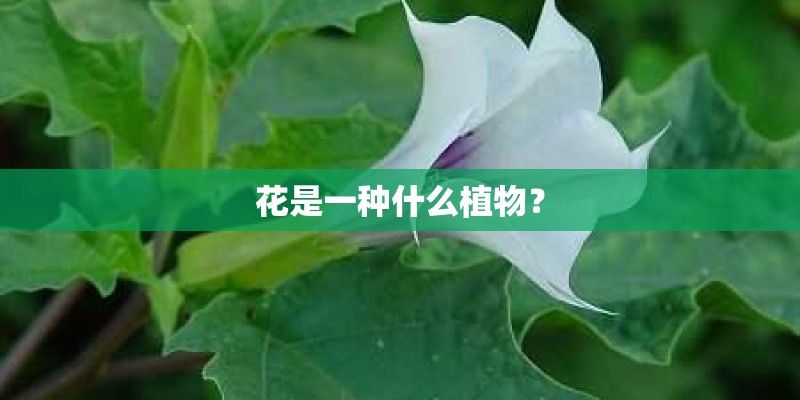 花是一种什么植物？