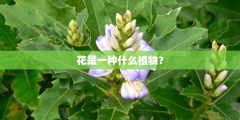花是一种什么植物？