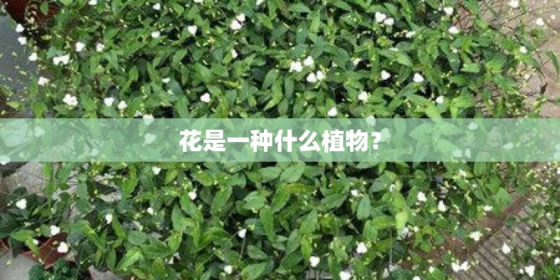 花是一种什么植物？