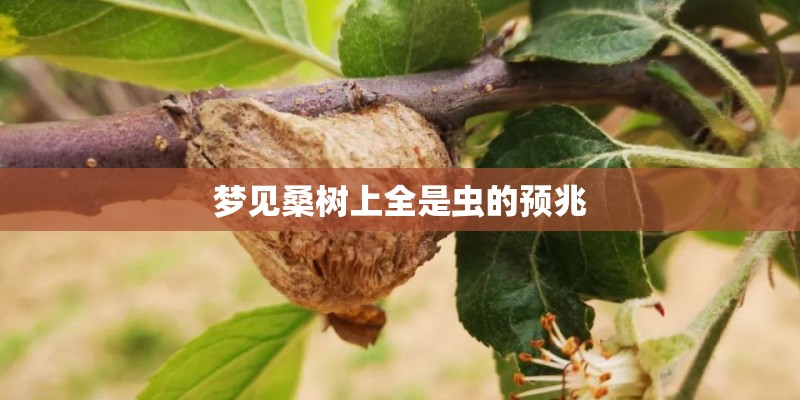 梦见桑树上全是虫的预兆