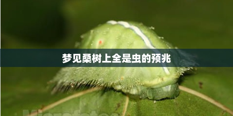 梦见桑树上全是虫的预兆