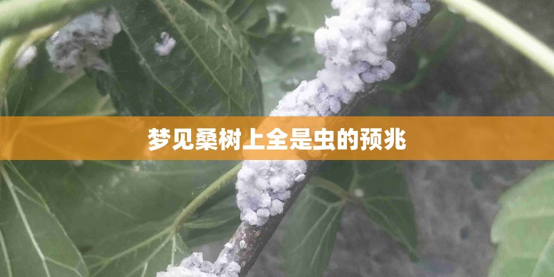 梦见桑树上全是虫的预兆