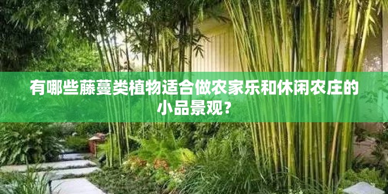 有哪些藤蔓类植物适合做农家乐和休闲农庄的小品景观？