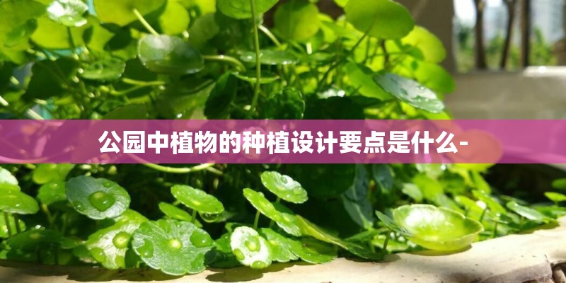 公园中植物的种植设计要点是什么-