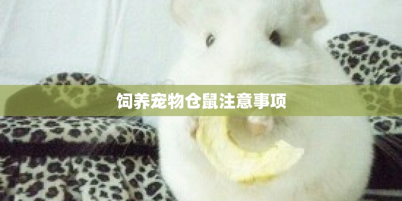 饲养宠物仓鼠注意事项