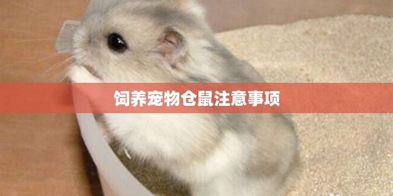 饲养宠物仓鼠注意事项