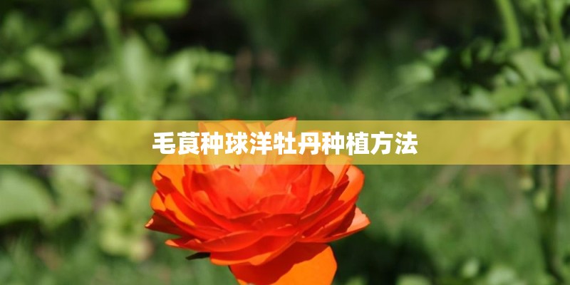 毛茛种球洋牡丹种植方法
