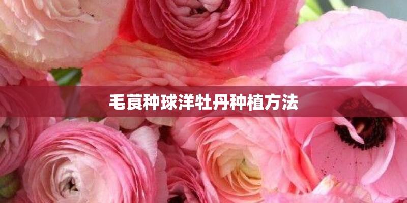 毛茛种球洋牡丹种植方法