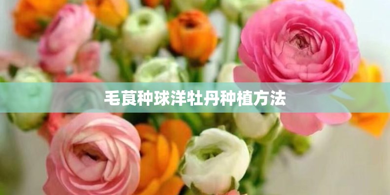 毛茛种球洋牡丹种植方法