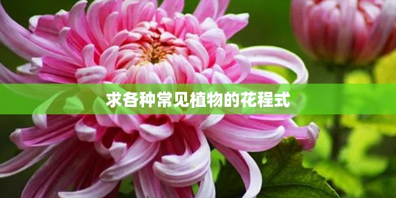 求各种常见植物的花程式