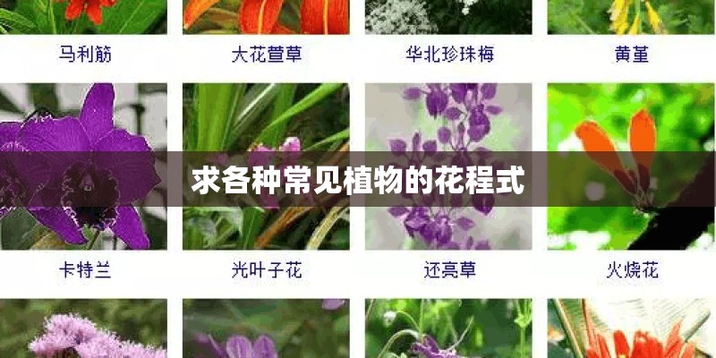求各种常见植物的花程式
