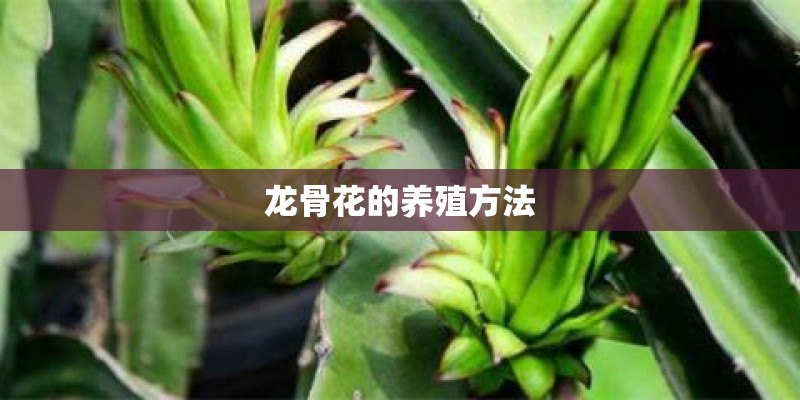 龙骨花的养殖方法