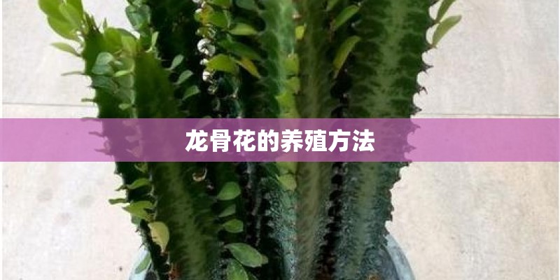 求各种常见植物的花程式