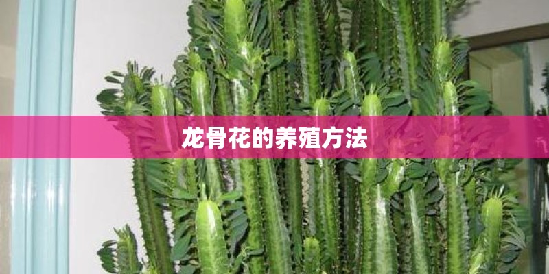 龙骨花的养殖方法