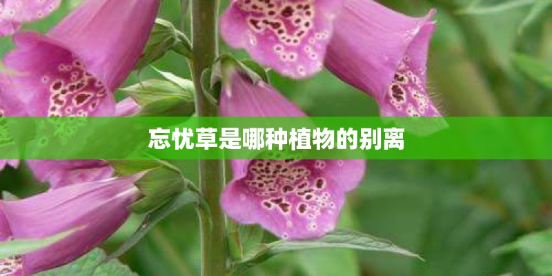 乌鲁木齐天气-csrc=bad_weather