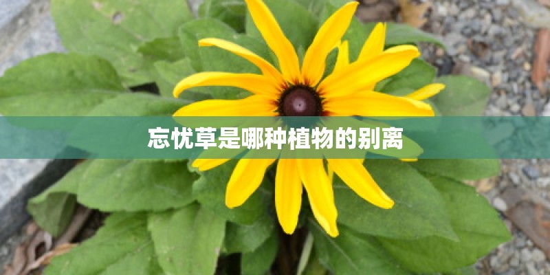 忘忧草是哪种植物的别离