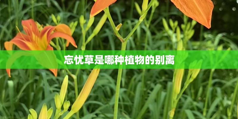 忘忧草是哪种植物的别离