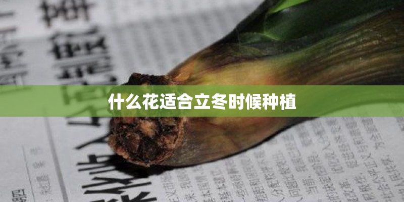 什么花适合立冬时候种植