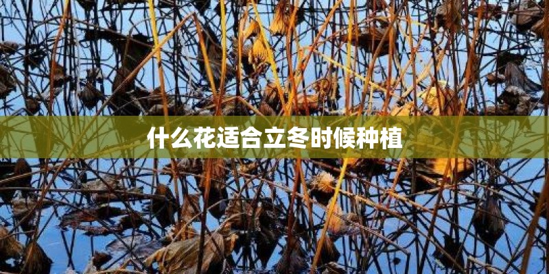 什么花适合立冬时候种植