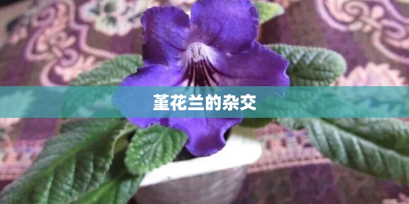 堇花兰的杂交 堇花兰的杂交