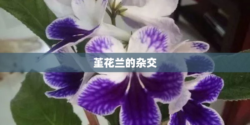 堇花兰的杂交 堇花兰的杂交
