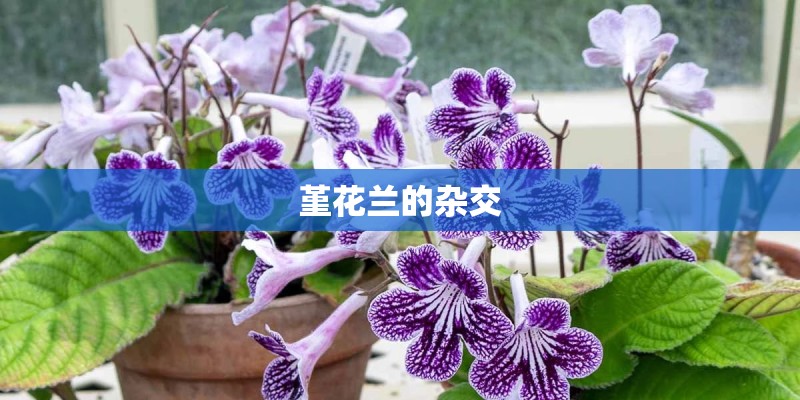 堇花兰的杂交 堇花兰的杂交