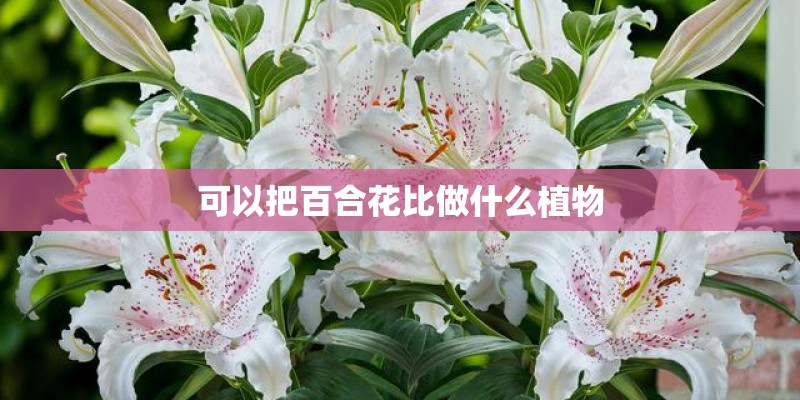 一人一首成名曲精选老歌