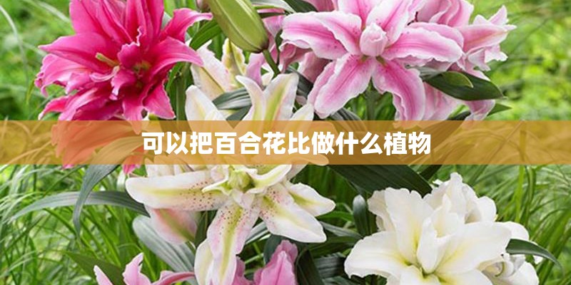 可以把百合花比做什么植物