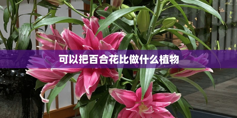 可以把百合花比做什么植物