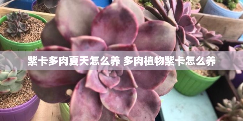 紫卡多肉夏天怎么养 多肉植物紫卡怎么养