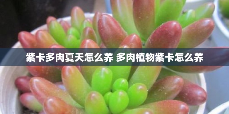 紫卡多肉夏天怎么养 多肉植物紫卡怎么养