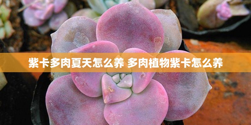 紫卡多肉夏天怎么养 多肉植物紫卡怎么养