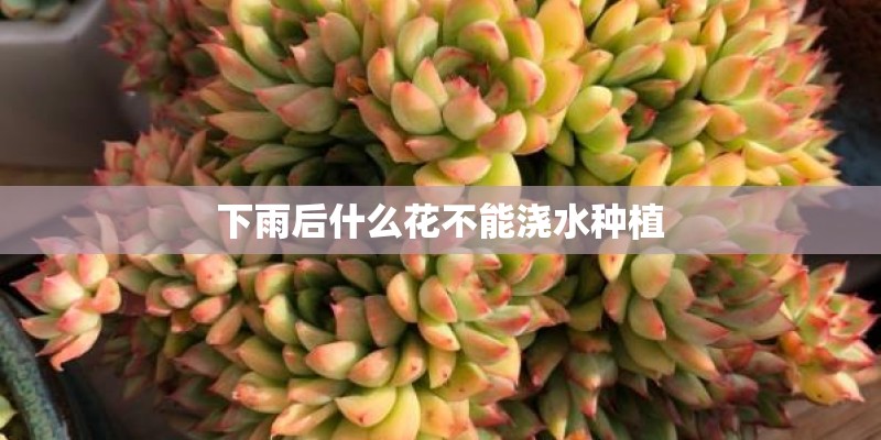 下雨后什么花不能浇水种植