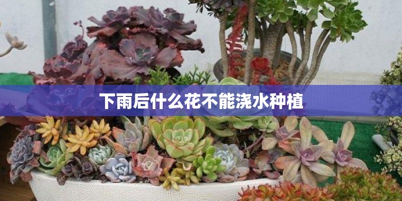 下雨后什么花不能浇水种植