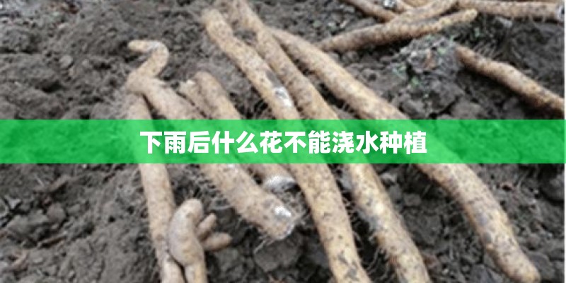 下雨后什么花不能浇水种植