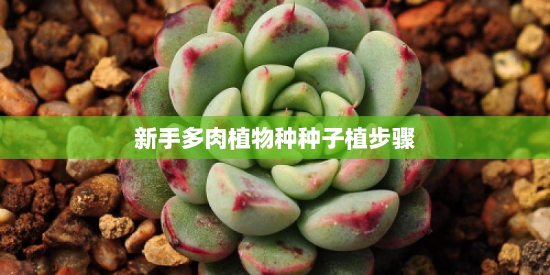 新手多肉植物种种子植步骤