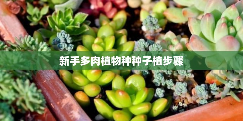 新手多肉植物种种子植步骤