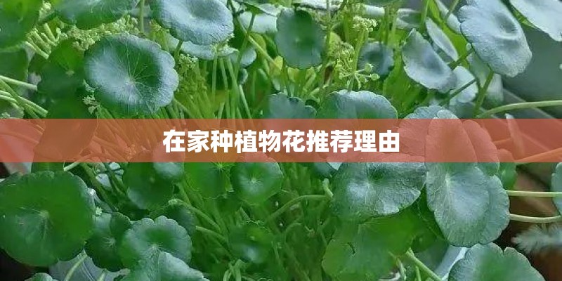 是牧羊人s钱包耐阴？